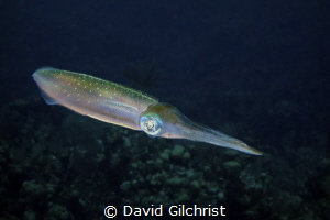 Reef Squid, Roatan by David Gilchrist 